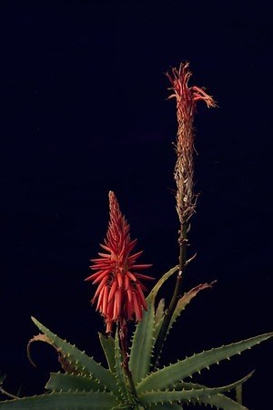 ダイワ(DAIWA) 2019年春夏メンズコレクション  - 写真16