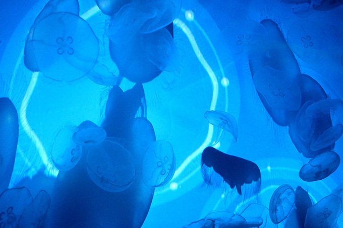 すみだ水族館の新展示「ワンダークラゲ」クラゲの動きと連動した映像と音で、不思議な浮遊感を体験｜写真3