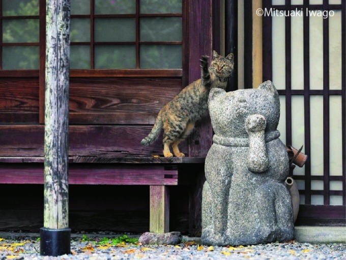 岩合光昭写真展「ねこの京都」名古屋＆大阪で、四季折々"京の猫"写真180点｜写真2