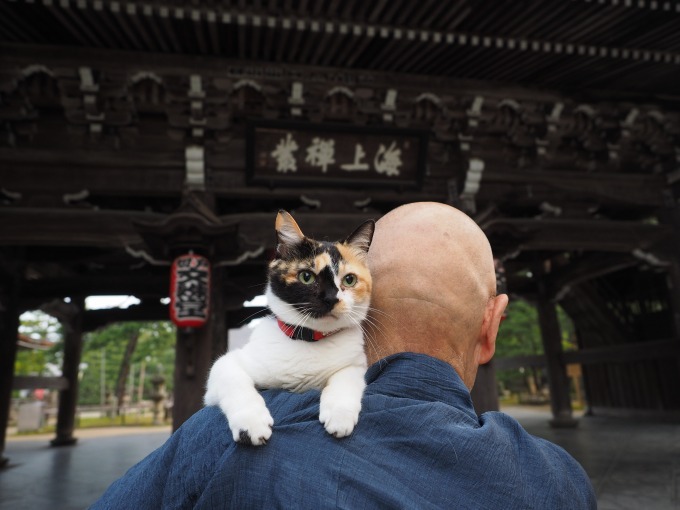 岩合光昭写真展「ねこの京都」名古屋＆大阪で、四季折々"京の猫"写真180点｜写真3