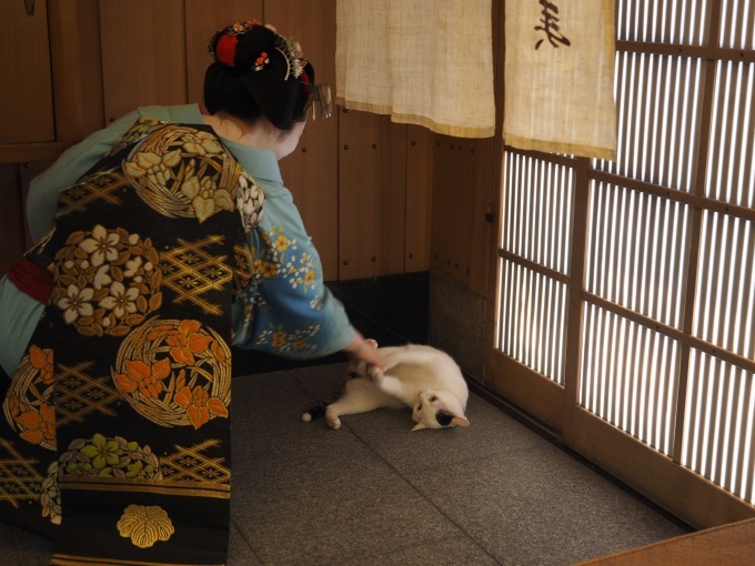 岩合光昭写真展「ねこの京都」名古屋＆大阪で、四季折々"京の猫"写真180点｜写真6