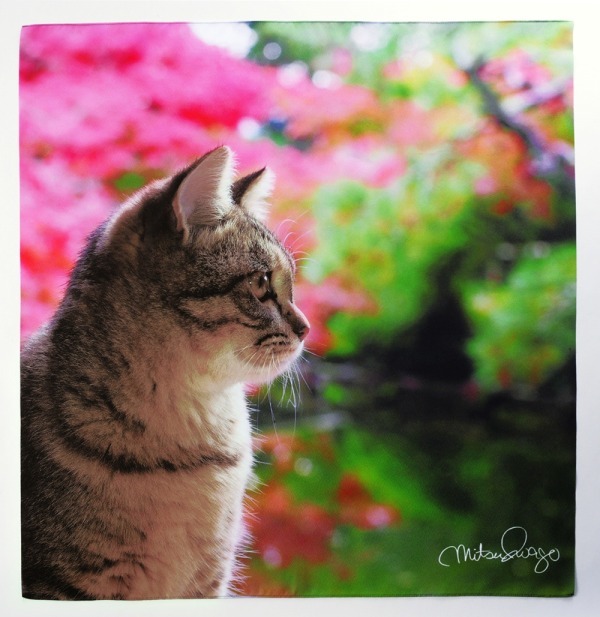 岩合光昭写真展「ねこの京都」名古屋＆大阪で、四季折々"京の猫"写真180点｜写真10