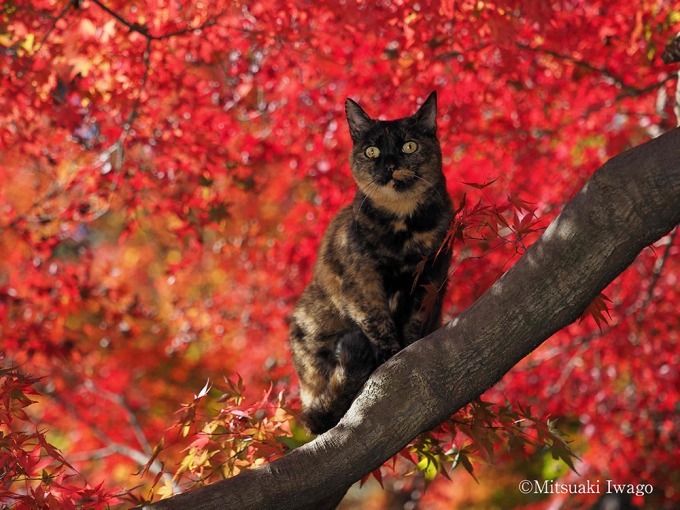 岩合光昭写真展「ねこの京都」名古屋＆大阪で、四季折々"京の猫"写真180点｜写真1