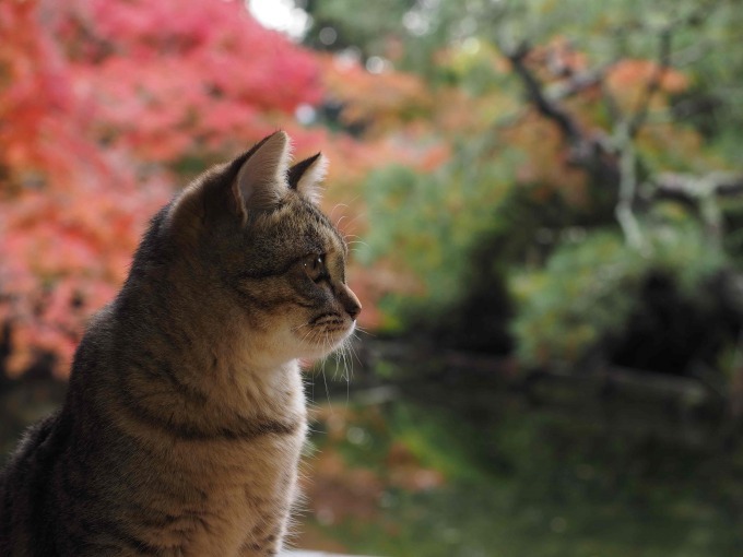 岩合光昭写真展「ねこの京都」名古屋＆大阪で、四季折々"京の猫"写真180点｜写真8
