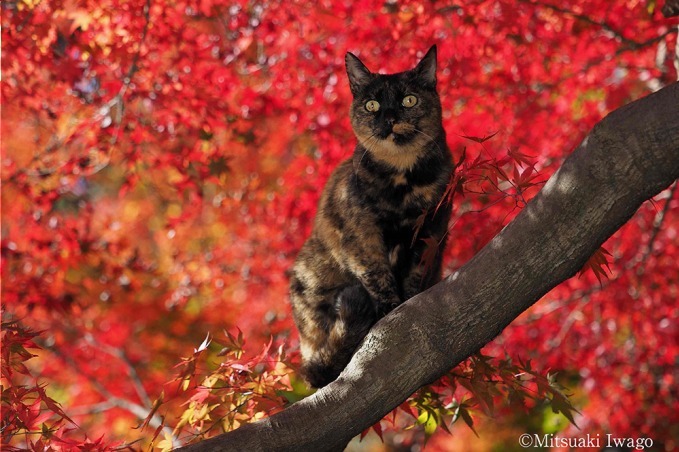 「ねこの京都」