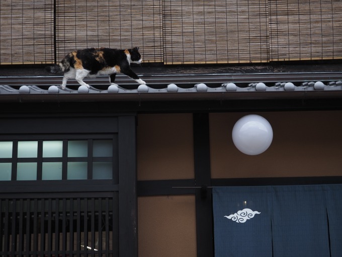 岩合光昭写真展「ねこの京都」名古屋＆大阪で、四季折々"京の猫"写真180点｜写真4