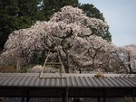 岩合光昭写真展「ねこの京都」名古屋＆大阪で、四季折々"京の猫"写真180点｜写真5