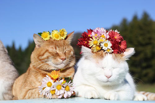 猫たちの写真展 かご猫展 かご猫シロと季節のなかで 千葉 柏にて開催 ファッションプレス