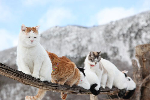 写真5 6 猫たちの写真展 かご猫展 かご猫シロと季節のなかで 千葉 柏にて開催 ファッションプレス