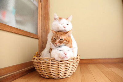 「かご猫展～かご猫シロと季節のなかで～」