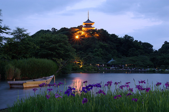 「蛍の夕べ」を横浜・三溪園にて - ハナショウブが咲き乱れる初夏の園内でライトアップと蛍の観賞 | 写真