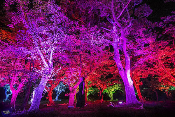 「呼応する森と彫刻」