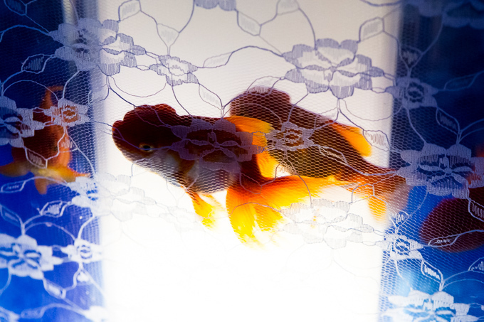 日本橋で「アートアクアリウム」金魚が泳ぐ水中アート展覧会、「龍宮城」をテーマにした玉手箱の新作｜写真5