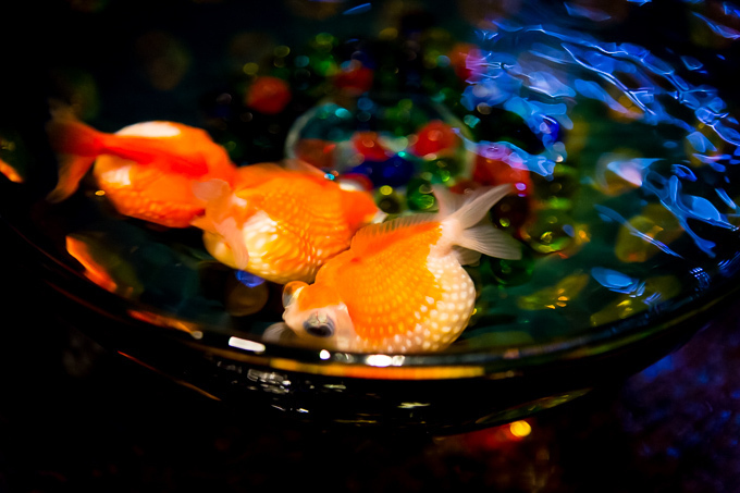 日本橋で「アートアクアリウム」金魚が泳ぐ水中アート展覧会、「龍宮城」をテーマにした玉手箱の新作｜写真7