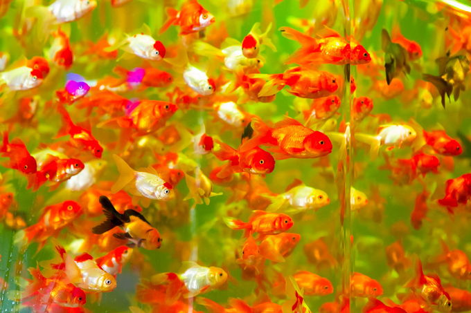 日本橋で「アートアクアリウム」金魚が泳ぐ水中アート展覧会、「龍宮城」をテーマにした玉手箱の新作｜写真11
