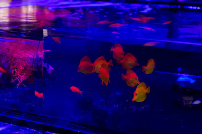 日本橋で「アートアクアリウム」金魚が泳ぐ水中アート展覧会、「龍宮城」をテーマにした玉手箱の新作｜写真15