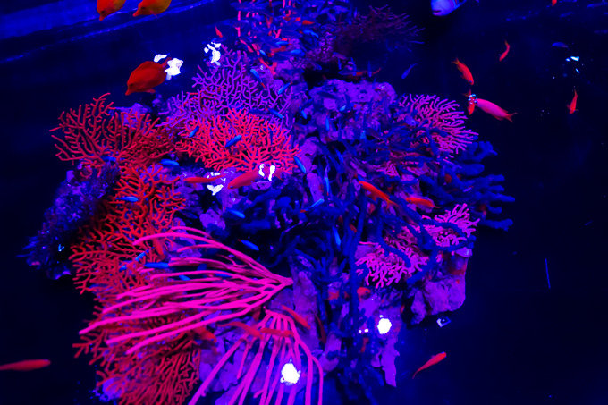 日本橋で「アートアクアリウム」金魚が泳ぐ水中アート展覧会、「龍宮城」をテーマにした玉手箱の新作｜写真16