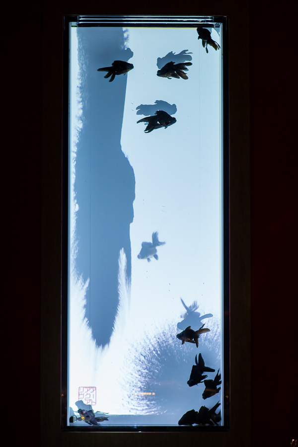 日本橋で「アートアクアリウム」金魚が泳ぐ水中アート展覧会、「龍宮城」をテーマにした玉手箱の新作｜写真23