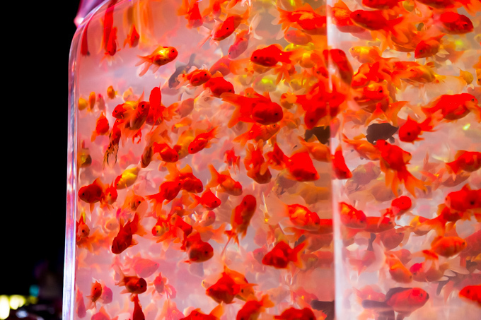 日本橋で「アートアクアリウム」金魚が泳ぐ水中アート展覧会、「龍宮城」をテーマにした玉手箱の新作｜写真24
