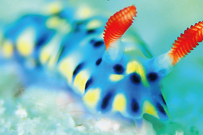 『世界の美しいウミウシ』