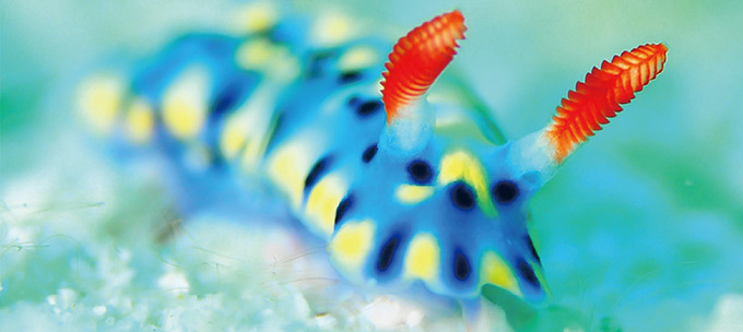 写真集『世界の美しいウミウシ』海できらめく宝石・ウミウシとその仲間たち約110種類を特集｜写真1