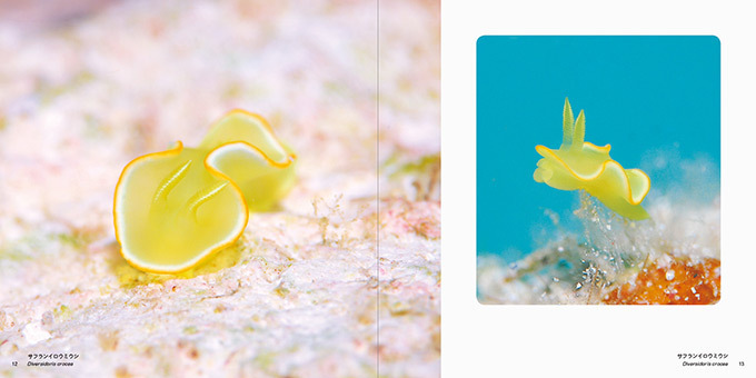 写真集『世界の美しいウミウシ』海できらめく宝石・ウミウシとその仲間たち約110種類を特集｜写真2