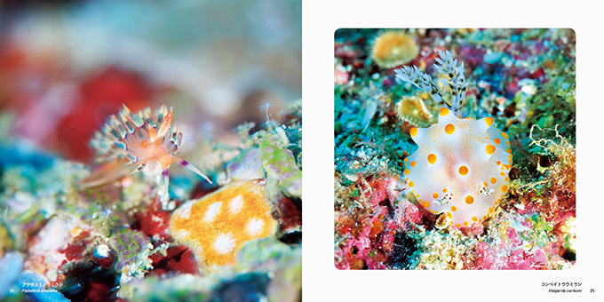 写真集『世界の美しいウミウシ』海できらめく宝石・ウミウシとその仲間たち約110種類を特集｜写真3