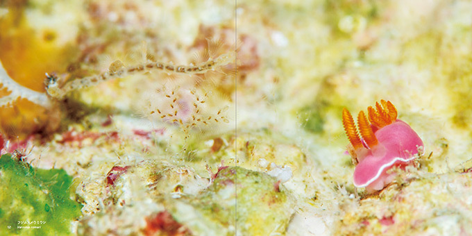 写真集『世界の美しいウミウシ』海できらめく宝石・ウミウシとその仲間たち約110種類を特集｜写真4