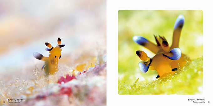 写真集『世界の美しいウミウシ』海できらめく宝石・ウミウシとその仲間たち約110種類を特集｜写真5