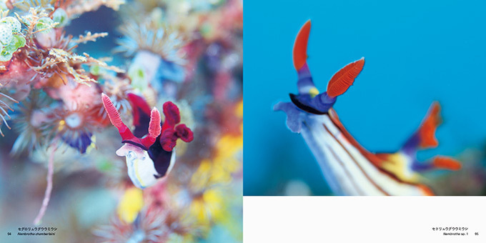 写真集『世界の美しいウミウシ』海できらめく宝石・ウミウシとその仲間たち約110種類を特集 | 写真