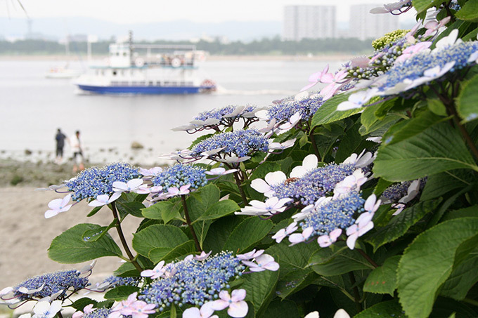 「第17回 八景島あじさい祭」が横浜・八景島で - 県内最大級2万株、ウミウシの水槽で展示など | 写真