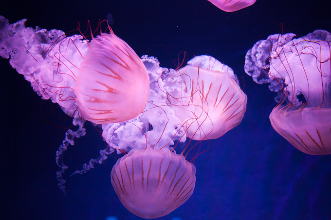 「ナイトワンダーアクアリウム 2017 ～満天の星降る水族館～」新江ノ島水族館で開催｜写真6