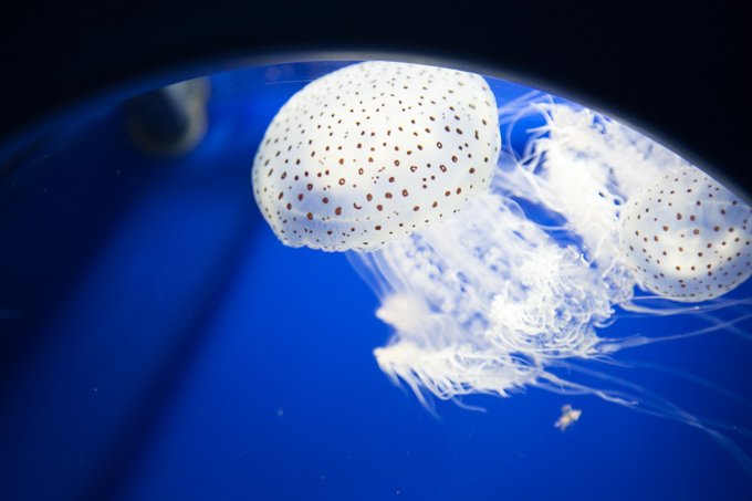 「ナイトワンダーアクアリウム 2017 ～満天の星降る水族館～」新江ノ島水族館で開催｜写真5