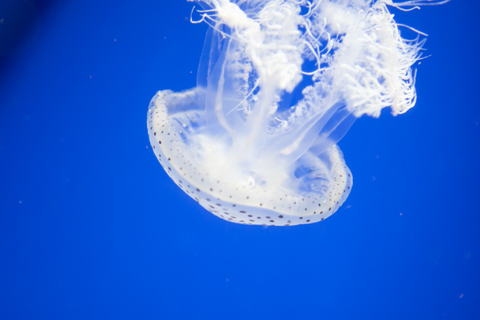 「ナイトワンダーアクアリウム 2017 ～満天の星降る水族館～」新江ノ島水族館で開催｜写真8