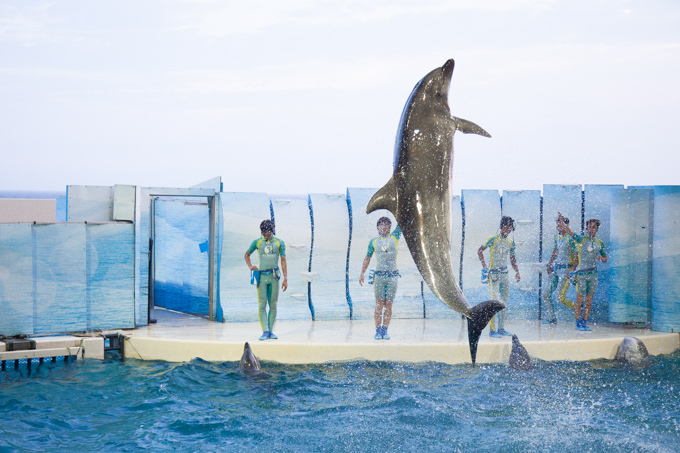 「ナイトワンダーアクアリウム 2017 ～満天の星降る水族館～」新江ノ島水族館で開催｜写真12