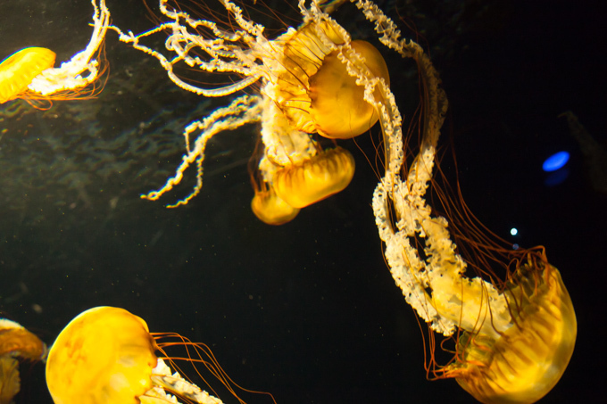 「ナイトワンダーアクアリウム 2017 ～満天の星降る水族館～」新江ノ島水族館で開催｜写真7