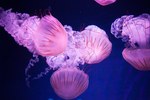 「ナイトワンダーアクアリウム 2017 ～満天の星降る水族館～」新江ノ島水族館で開催