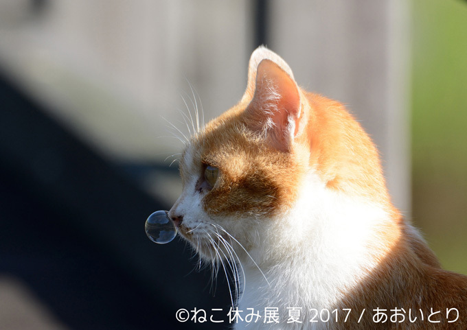 過去最大級の「ねこ休み展」東京、新潟にて開催 - 新作ねこグッズや初参戦のスター猫｜写真11