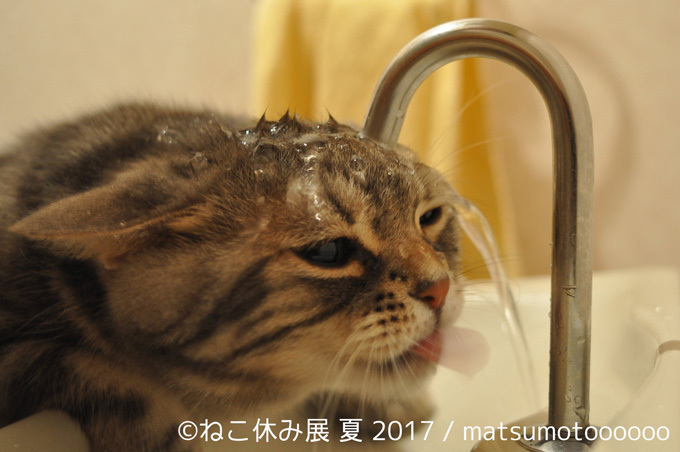 過去最大級の「ねこ休み展」東京、新潟にて開催 - 新作ねこグッズや初参戦のスター猫｜写真13