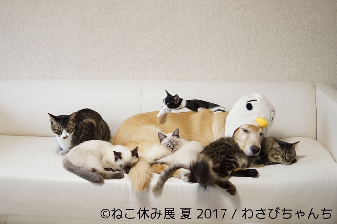 過去最大級の「ねこ休み展」東京、新潟にて開催 - 新作ねこグッズや初参戦のスター猫｜写真8