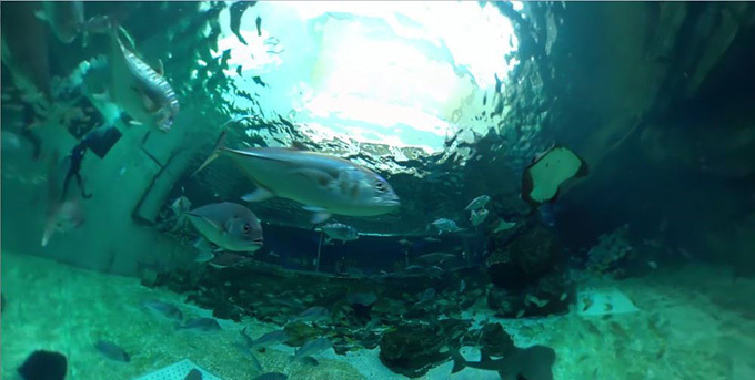 須磨海浜水族園で水中世界をVR体験「未来水族感」接近するシロワニ、頭上を通過するホシエイなど | 写真