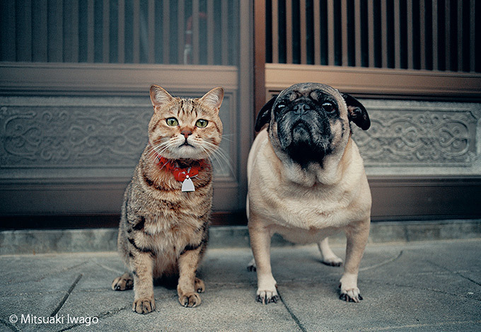 岩合光昭「ねこの写真展」東京・大阪・京都など全国16会場で開催、バッグなど新作グッズも販売｜写真1