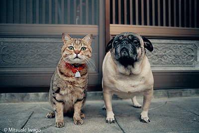 岩合光昭 ねこの写真展 東京 大阪 京都など全国16会場で開催 バッグなど新作グッズも販売 ファッションプレス 岩合光昭 ねこの写真展 東京 大阪 京都など全国16会場で開催 バッグなど新作グッズも販売 ファッションプレス