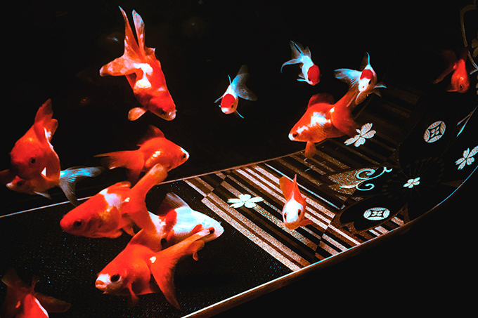 金魚と和硝子のアート展を名古屋マリオットアソシアホテルで - 硝子に閉じ込めた京友禅を背景に泳ぐ金魚 | 写真