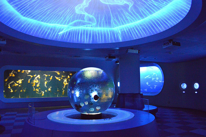 新江ノ島水族館「クラゲの9月」クラゲを月に見立てた展示や飼育のバックヤード見学など｜写真2