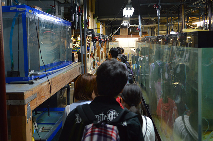 新江ノ島水族館「クラゲの9月」クラゲを月に見立てた展示や飼育のバックヤード見学など｜写真13
