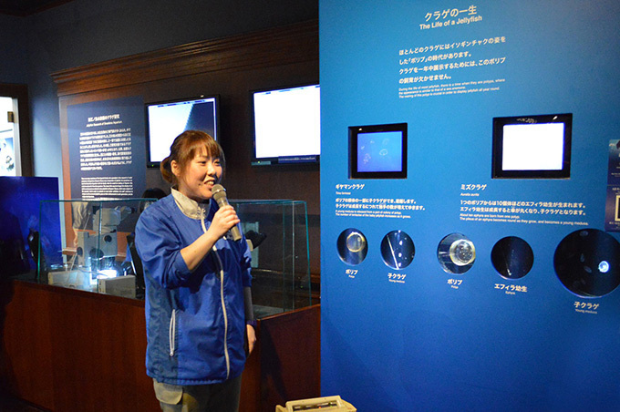 新江ノ島水族館「クラゲの9月」クラゲを月に見立てた展示や飼育のバックヤード見学など｜写真15
