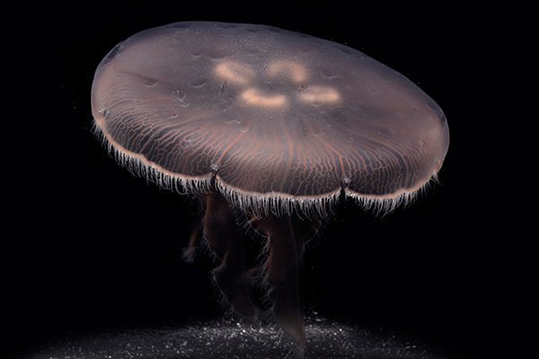 アクアリウム｜新江ノ島水族館「クラゲの9月」クラゲを月に見立てた展示や飼育のバックヤード見学など