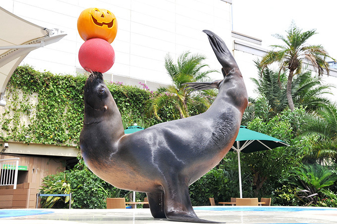 池袋サンシャイン水族館のハロウィン、ジャック・オー・ランタンを使ったアシカパフォーマンスなど｜写真2