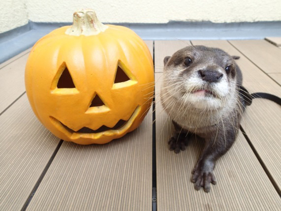 池袋サンシャイン水族館のハロウィン、ジャック・オー・ランタンを使ったアシカパフォーマンスなど｜写真1